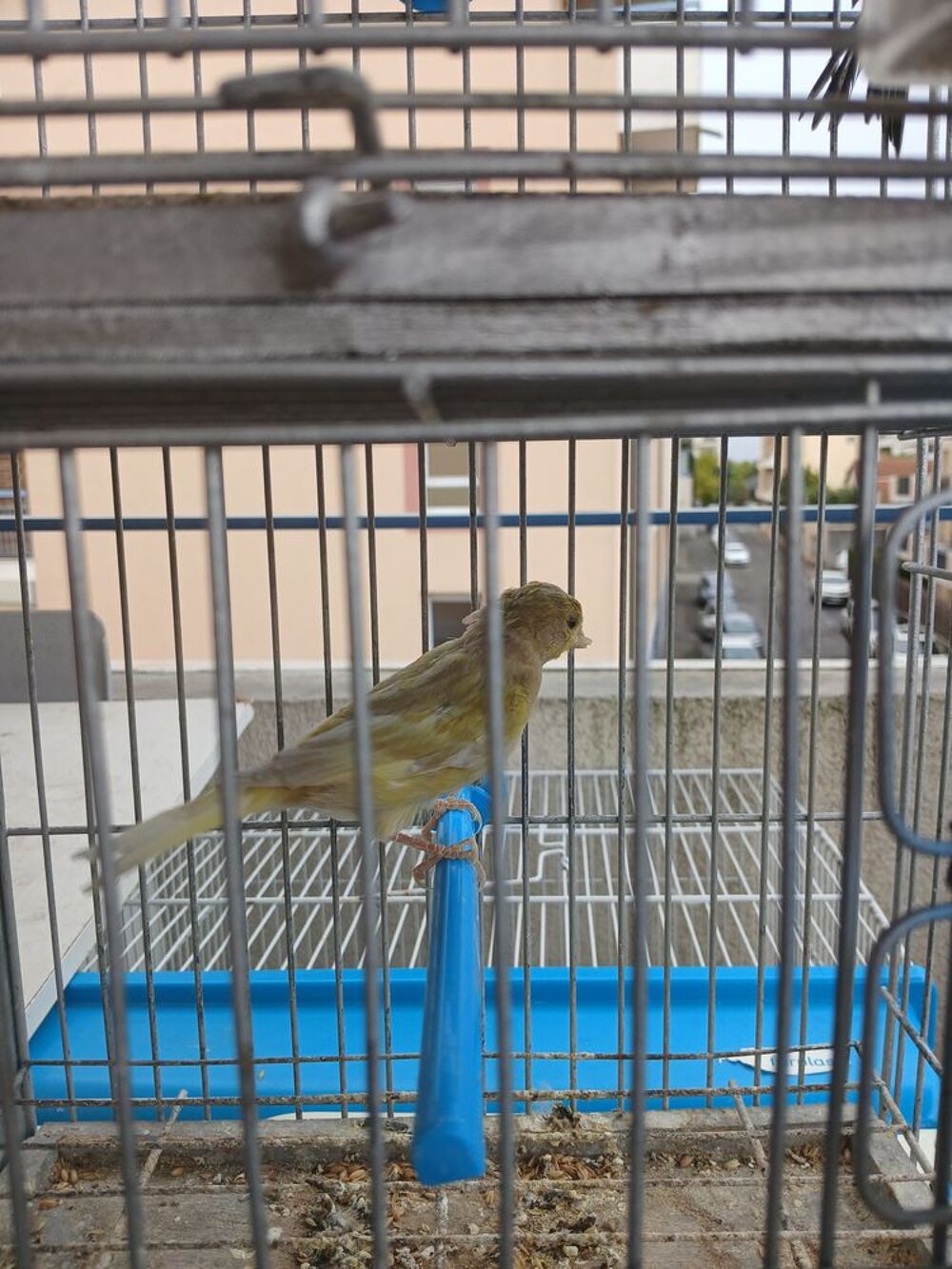   Canaris male et femelle 