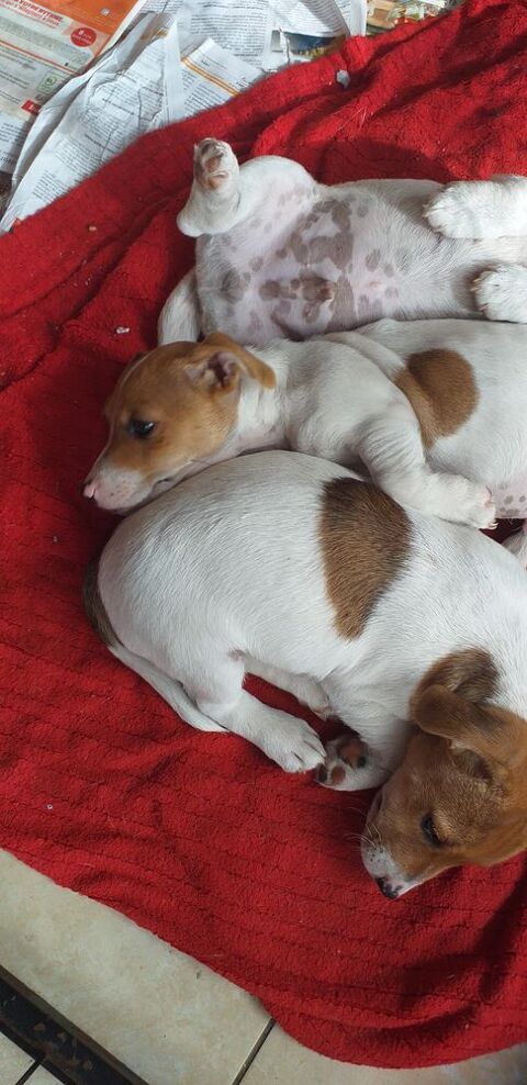Chiot m&acirc;le jack Russell Terrier  700 72440 Saint-michel-de-chavaignes