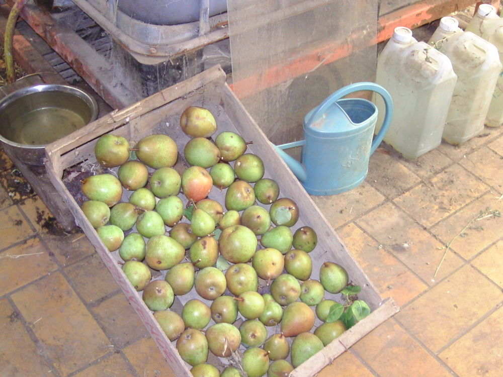 poire doy&eacute;ne du commise et pomme cox orange 50 centimes le k Jardin