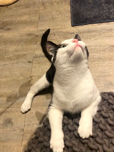 HANDY CHATON NOIR & BLANC 9 MOIS 225 92260 Fontenay-aux-roses