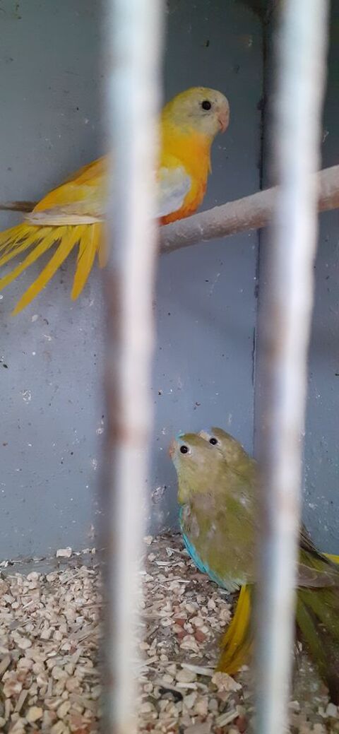 OISEAUX DE CAGES ET DE VOLI&Egrave;RES 40 22400 Lamballe