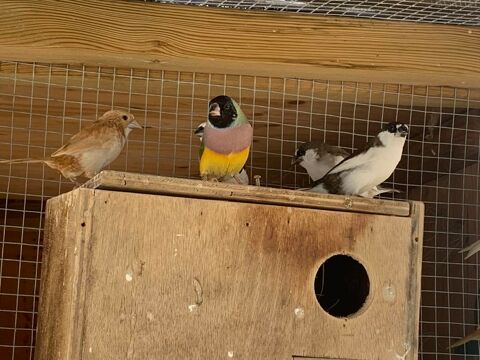 Moineau du Japon 5 85500 Les herbiers