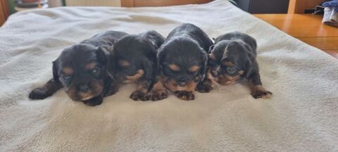 Chiots cavalier King Charles noir et feu 0 59550 Landrecies