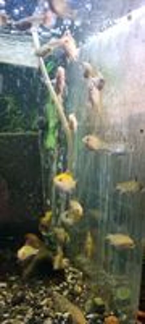   Apistogramma ( microgeophagus)Ramirezi gold et classiques 