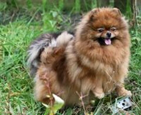   Chiot Femelle Spitz inscrite au LOF 