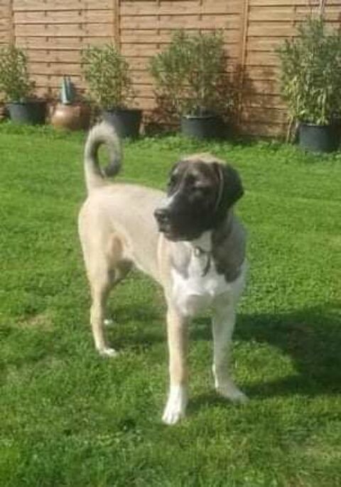 Sunny 8 mois 300 38510 Morestel