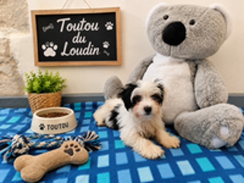   Chiot Biewer Femelle 