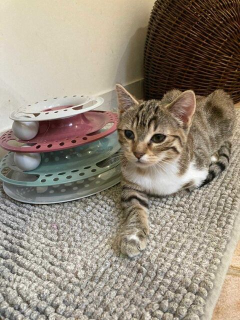 Prunille, la chatonne au regard diff&eacute;rent� et au c�ur immense 180 94200 Ivry-sur-seine