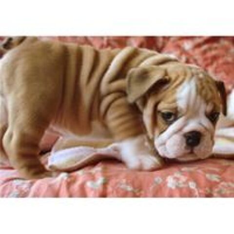   6 superbes chiots bulldog anglais LOF 