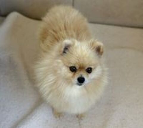  👑🐕 Spitz nain LOF mâle – Prestige & Origines russes, mini gabarit ✨🐾 