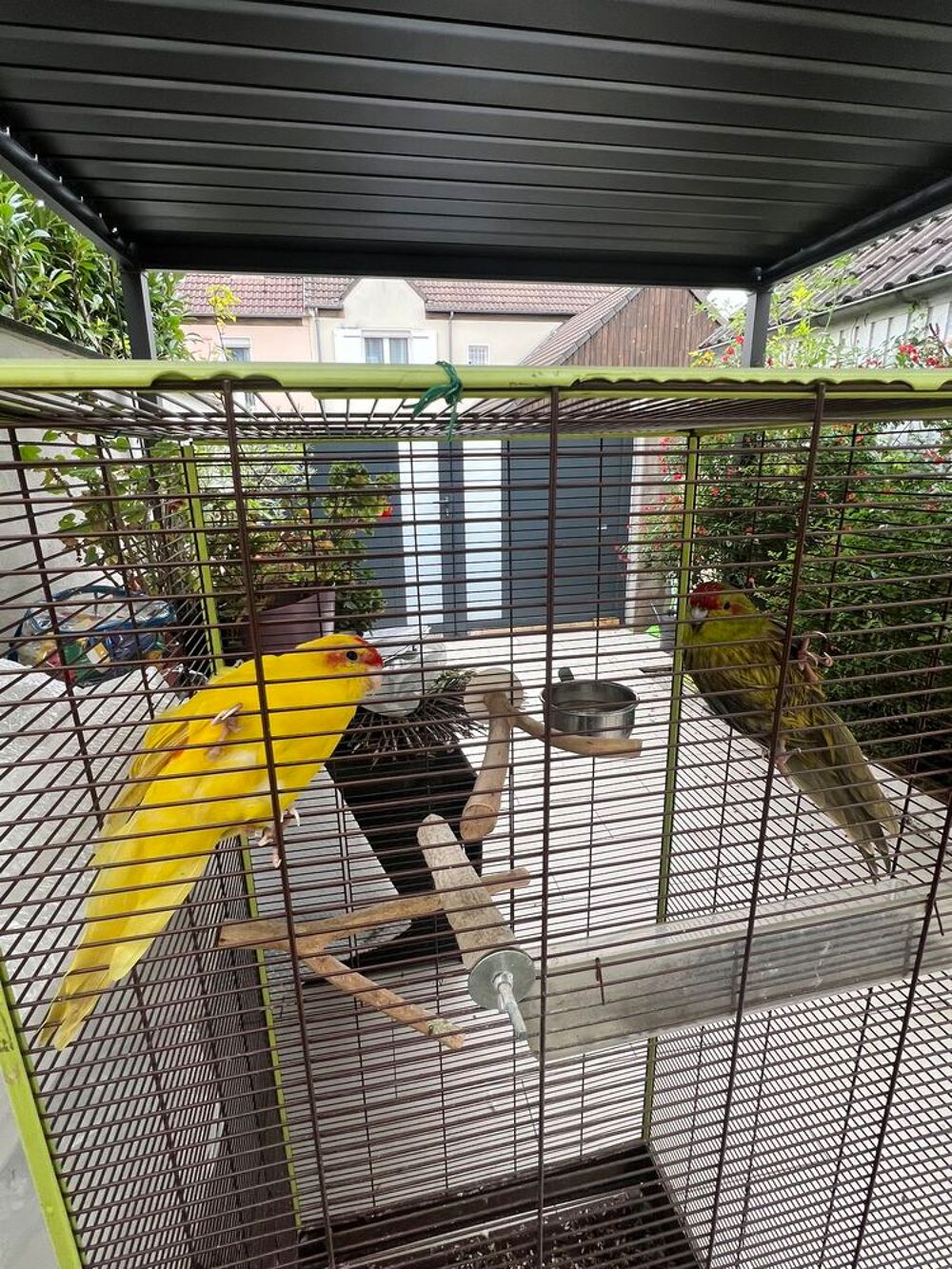   Jeune couple kakariki apprivois�
