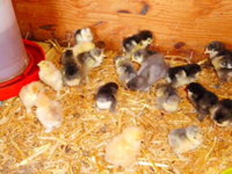   POULES COQS POUSSINS OEUFS BRAHMAS 1.60 E 