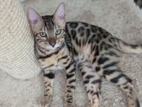   2 mâles Bengal disponible à l'adoption LOOF  