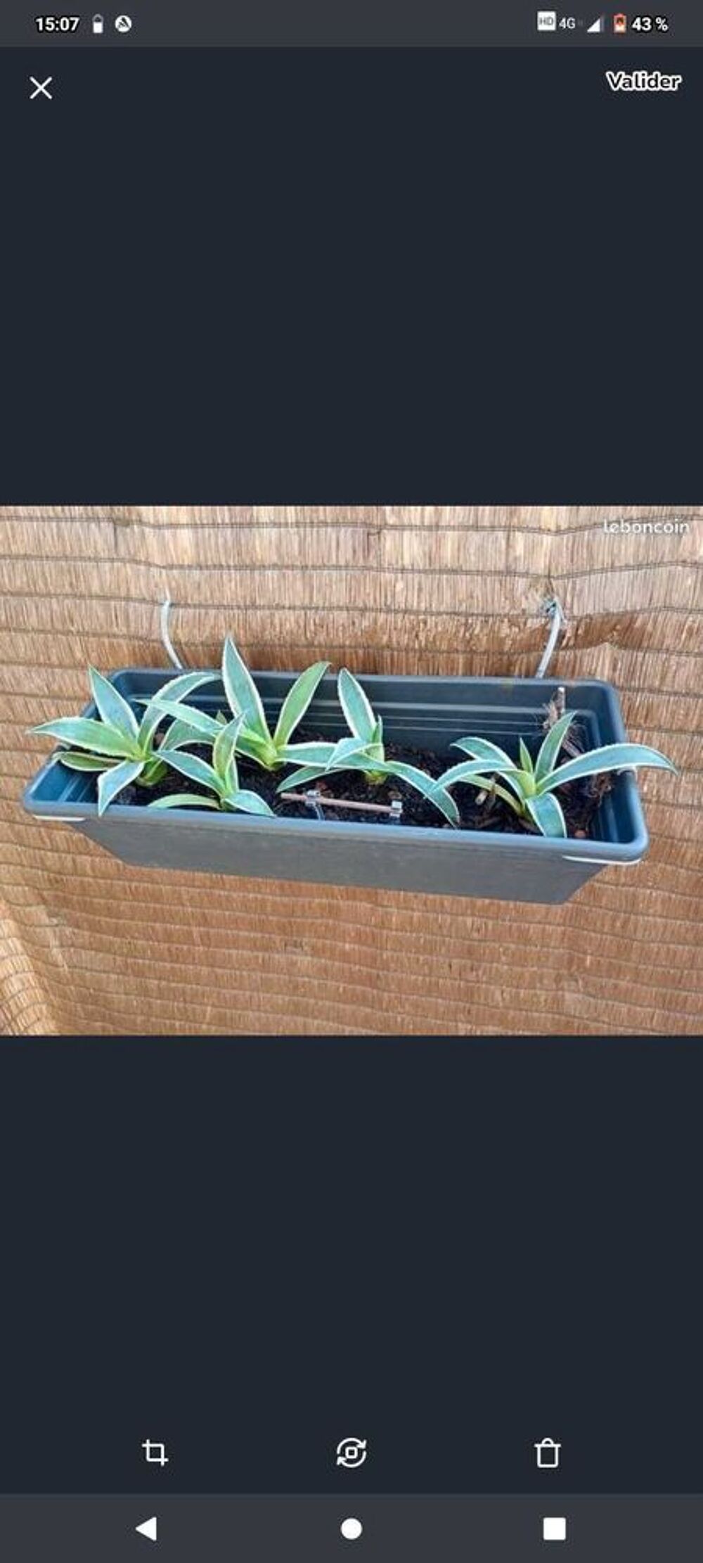 Agaves et pousses Jardin