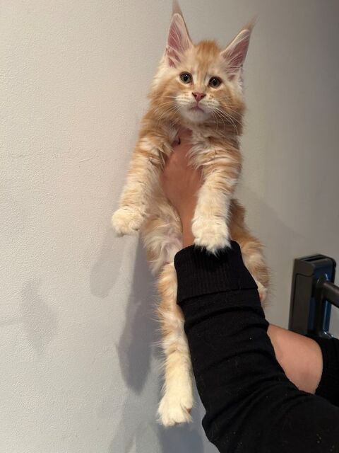 Maine coon 0 82400 Gasques