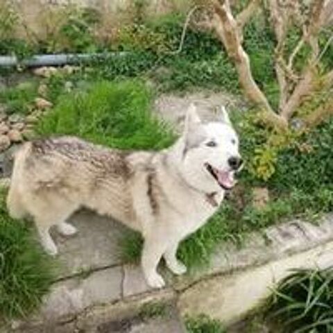   Chien THORIUM à l adoption 