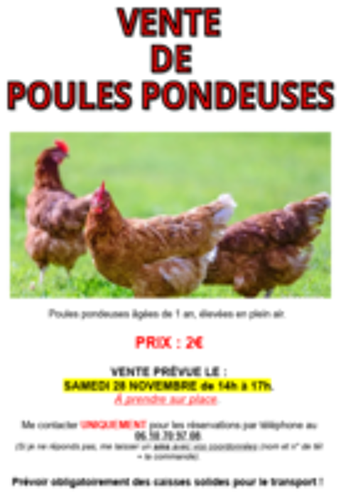   Poules pondeuses 