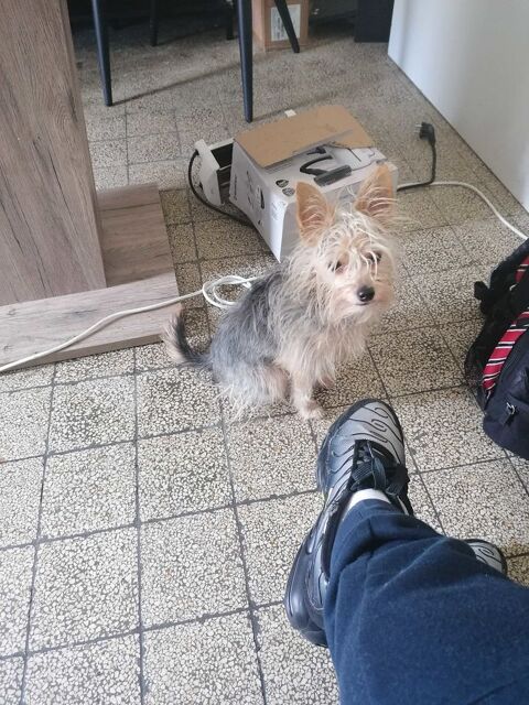 chien a &agrave;  vendre 200€ 0 13012 Marseille
