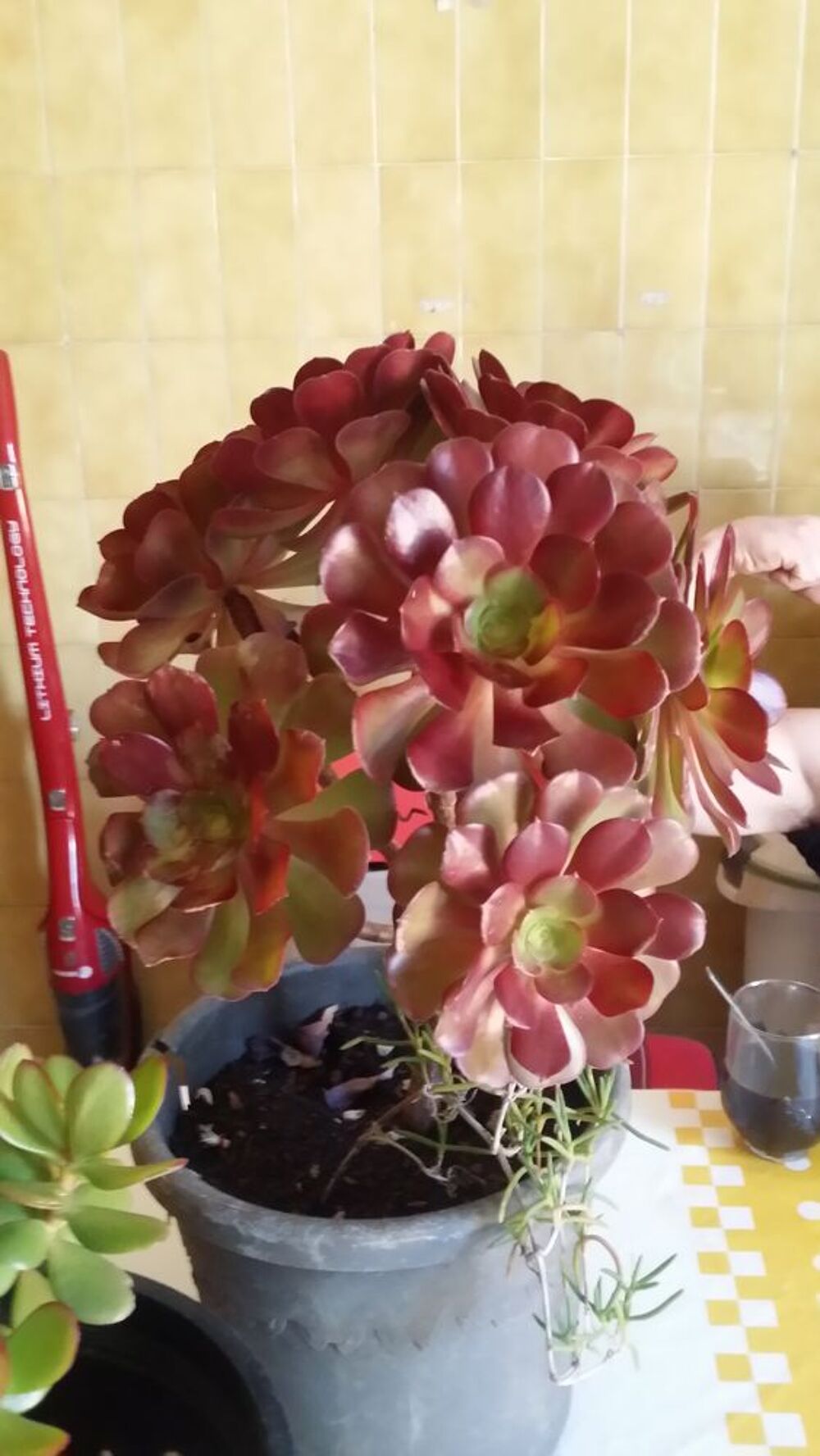 Plantes grasses, Arbre de Jade et A&eacute;onium Jardin