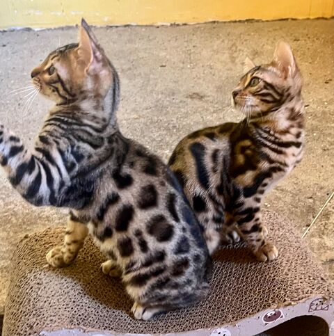 Bengals 700 31370 Beaufort