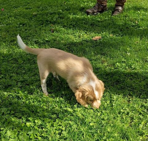 Chiot &Eacute;pagneul breton 550 45460 Bouzy-la-forêt
