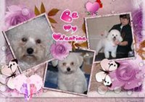   A RESERVER CHIOTS BICHON FRISE POUR COMPAGNIE
