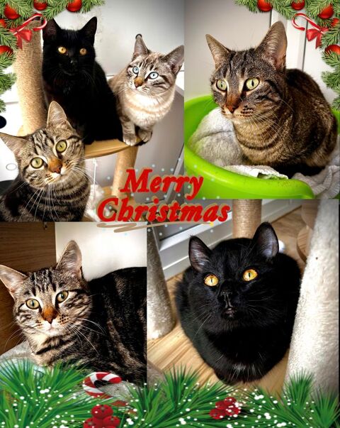 chats et chatons adorables 250 47500 Blanquefort-sur-briolance