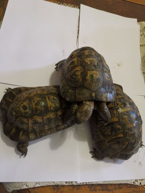 Grosses tortues terrestres Ibera 34540 Balaruc-les-bains
