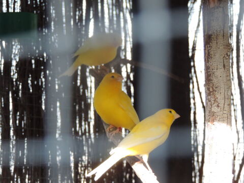 canaris jaunes 20 79410 �chir�
