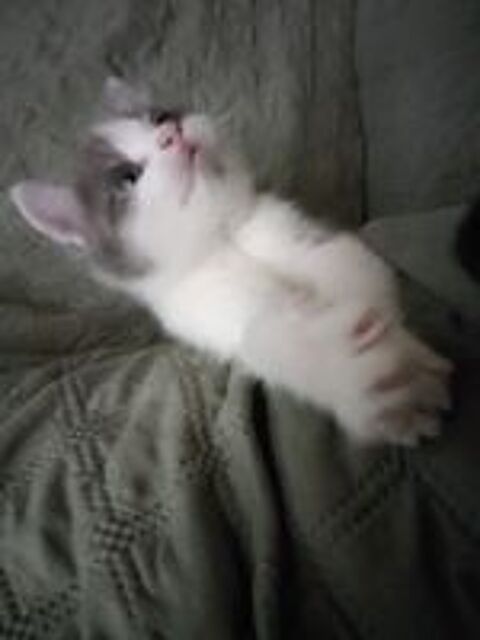   Donne chatton  