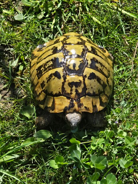 Recherche une grosse greca âgée  75 0 93800 pinay-sur-seine