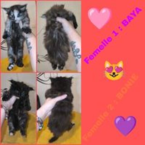   Maine coon loof  
