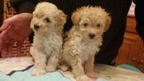   Caniche Toy Femelle ( chiot )

