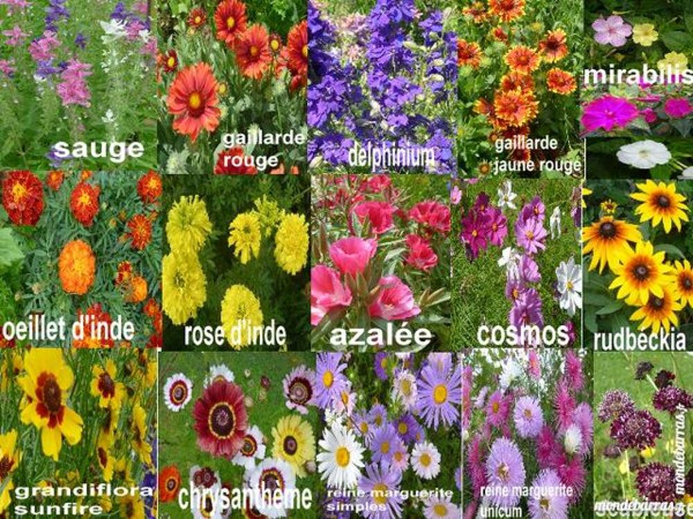 Graines de fleurs Jardin