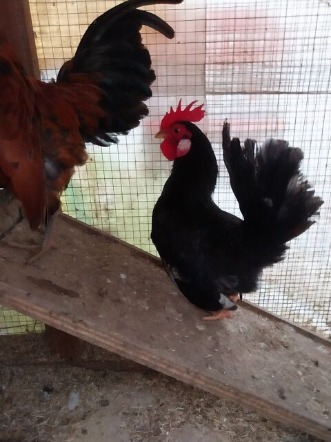 Jeune Coq Serama 81150 Terssac