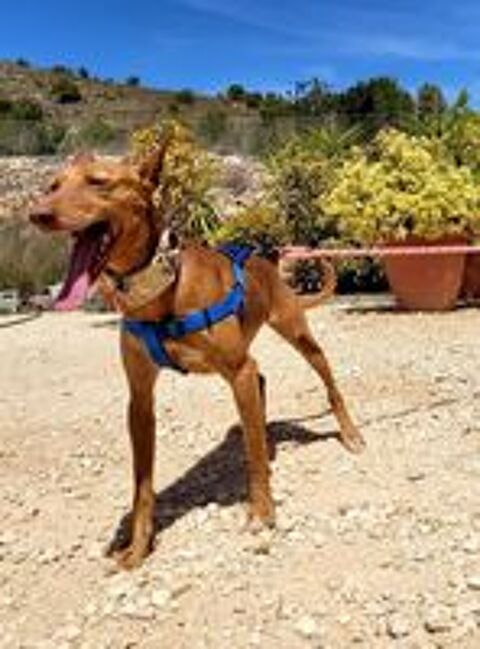   CARMEN 
