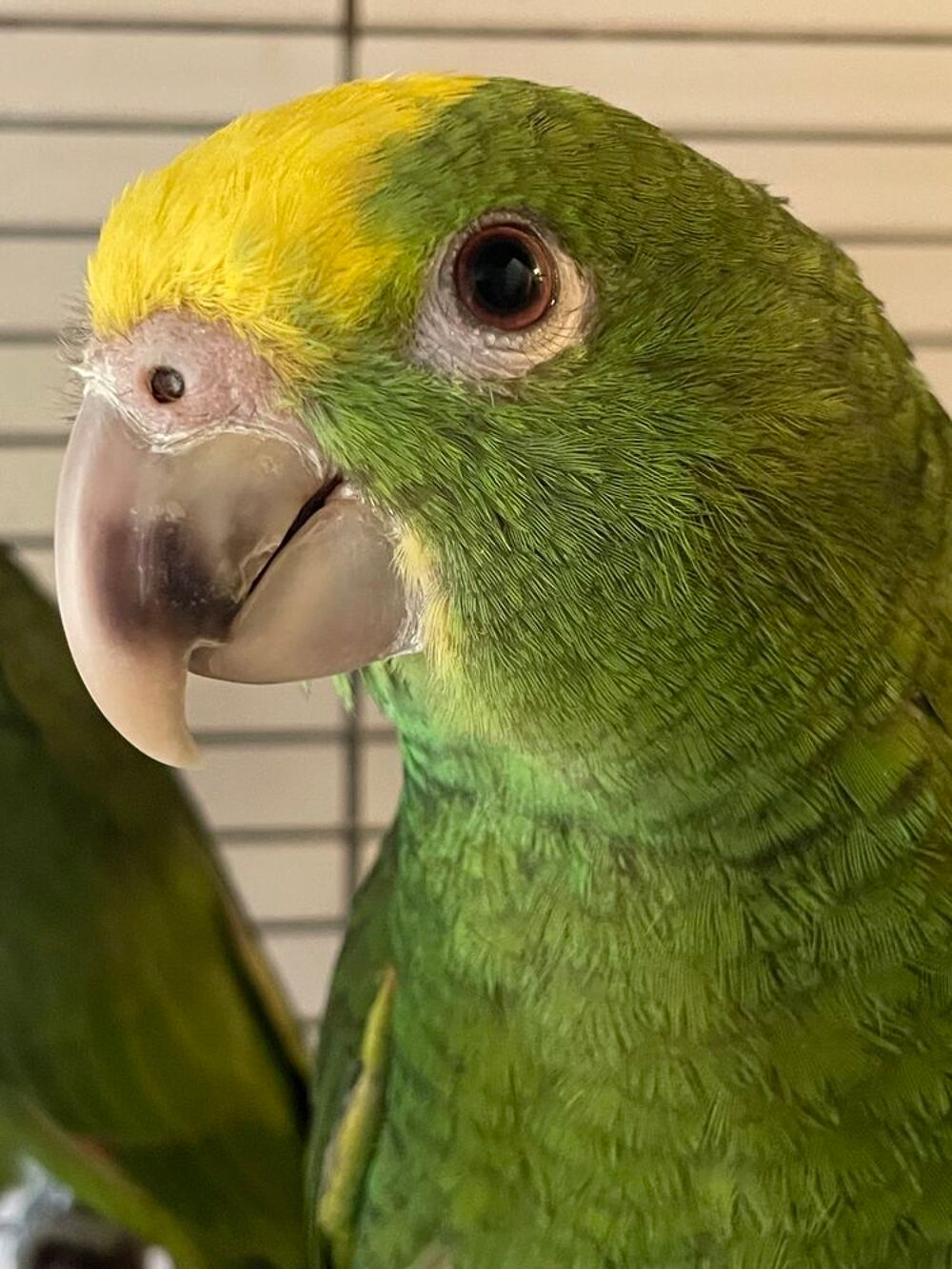   Perroquet amazone tête jaune EAM élevé main 