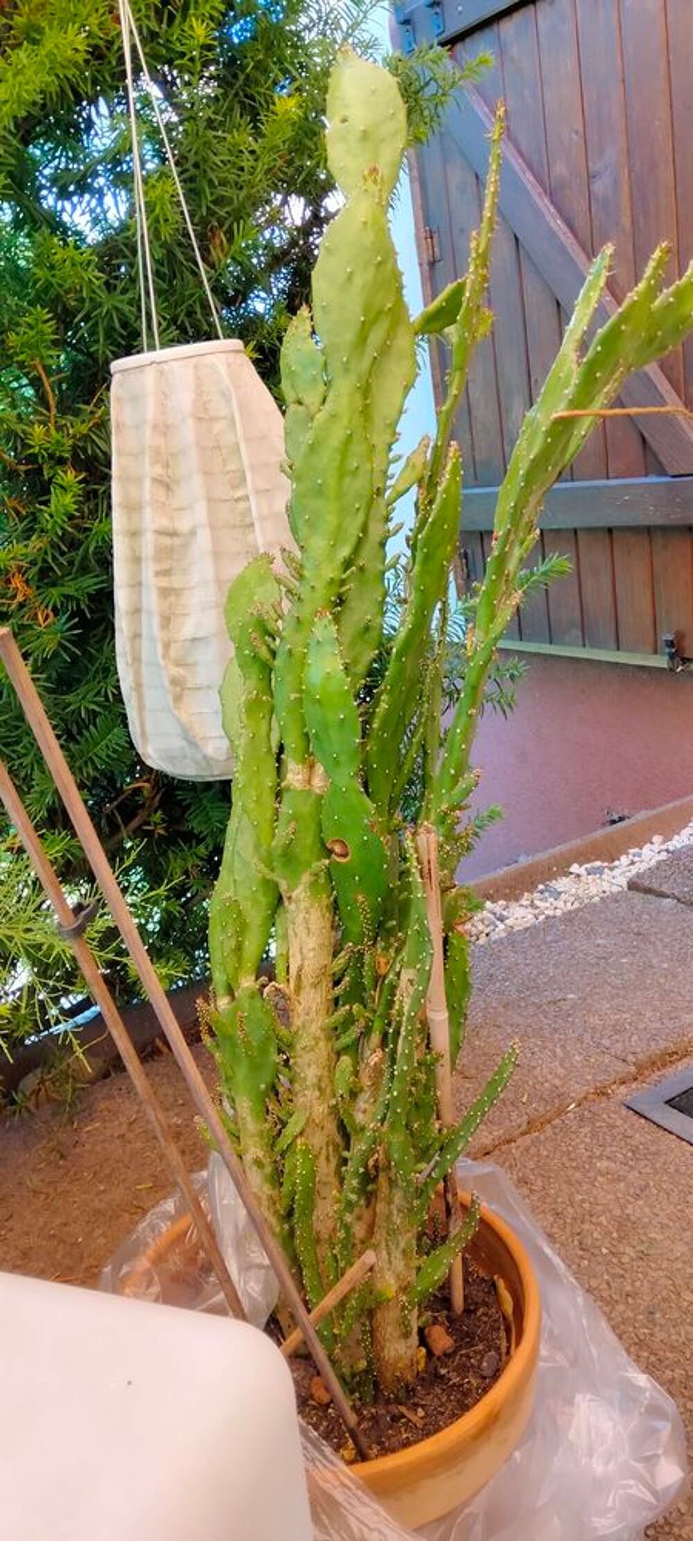 Cactus Jardin