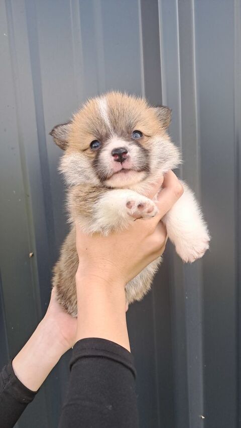 Welsh corgi pembroke lof 2000 30300 Beaucaire