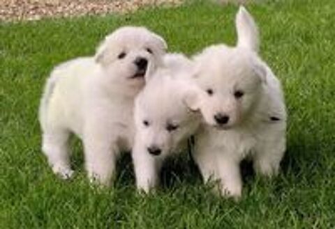   Chiots bergers blancs suisse LOF 