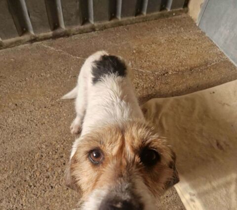 Chien NOVA &agrave; l adoption 210 13001 Marseille