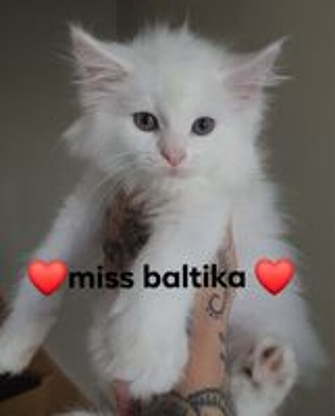   Magnifique chatons Maine Coon à réserver  