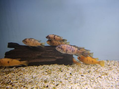 Labeotropheus marmelade malawi 3 93330 Neuilly-sur-marne