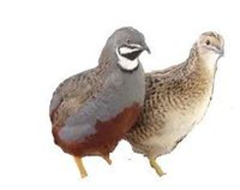   Oiseaux exotiques 
