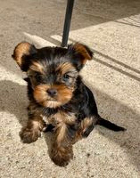   5 FEMELLES YORKSHIRE DISPONIBLE 