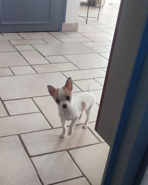 Chihuahua mâle 650 86240 Smarves