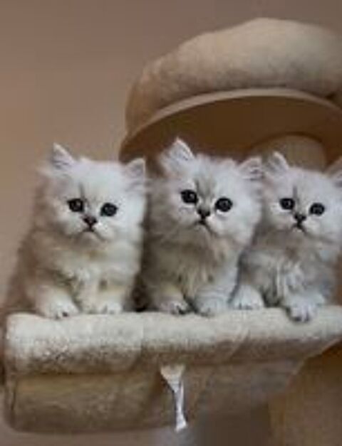   Superbe chaton persan chinchilla . 