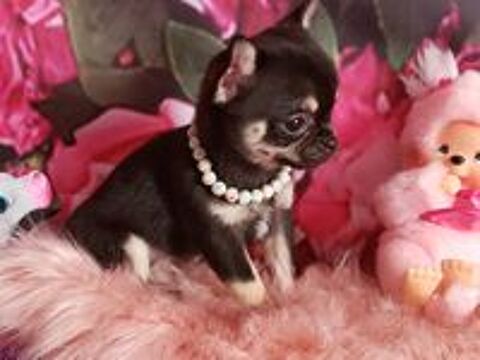   Chiots Chihuahua (FAC de paiement en 4 fois ) 