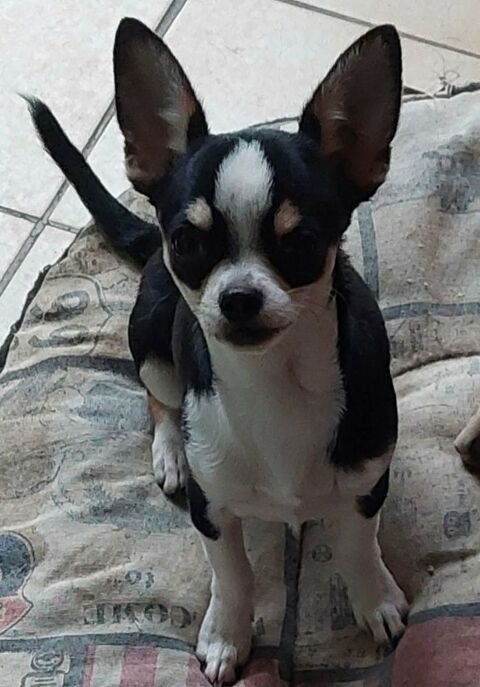 Chiots chihuahua 900 89160 Ancy-le-franc