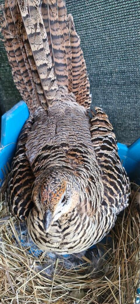 Poussins Faisans Lady hamerst 7 31220 Le plan